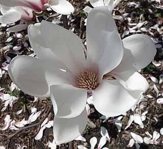 <i>Magnolia cylindrica</i> Species of flowering plant