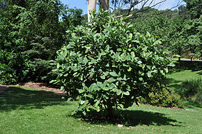 Descrierea imaginii Magnolia delavayi 2012.jpg.