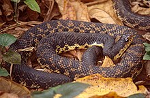 Madagaskisk kæmpe hognose slange (Leioheterodon madagascariensis) .jpg