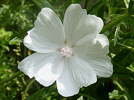 Malva moschata alba