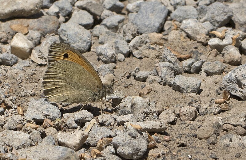 File:Maniola jurtina, Sivas 2017-07-02 01-2.jpg