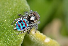 Description de l'image Maratus speciosus.jpg.