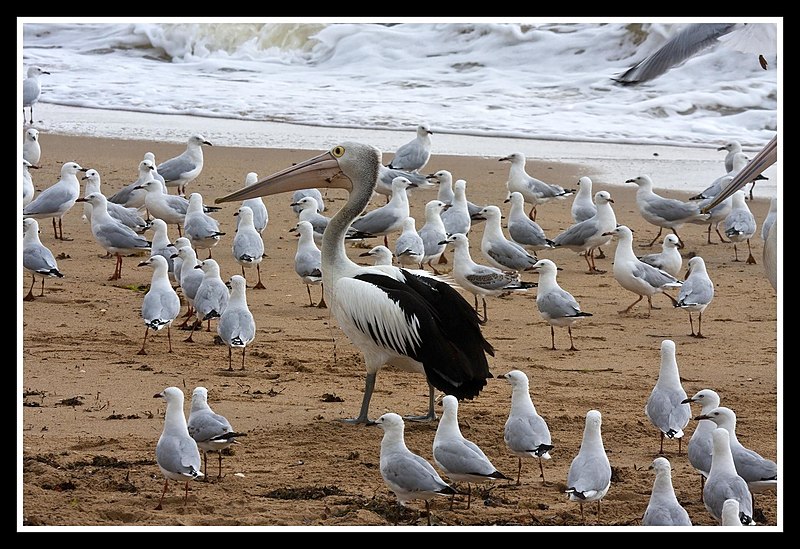 File:Margate Pelican Rescue- Hook Location-07 (6805332826).jpg