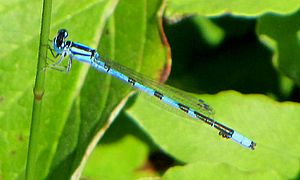 Enallagma ebrium, male