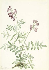 Northern Hedysarum (Hedysarum boreale)