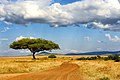 Masai Mara landscape.jpg