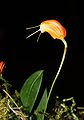 Masdevallia lucernula flower