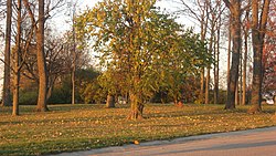 Oak Road'dan Mathew Mound.jpg