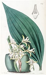 Thumbnail for Maxillaria palmifolia