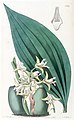 Maxillaria palmifolia (as syn. Maxillaria decolor) plate 1549 in: Edwards's Bot. Register (Orchidaceae), vol. 18, (1832)