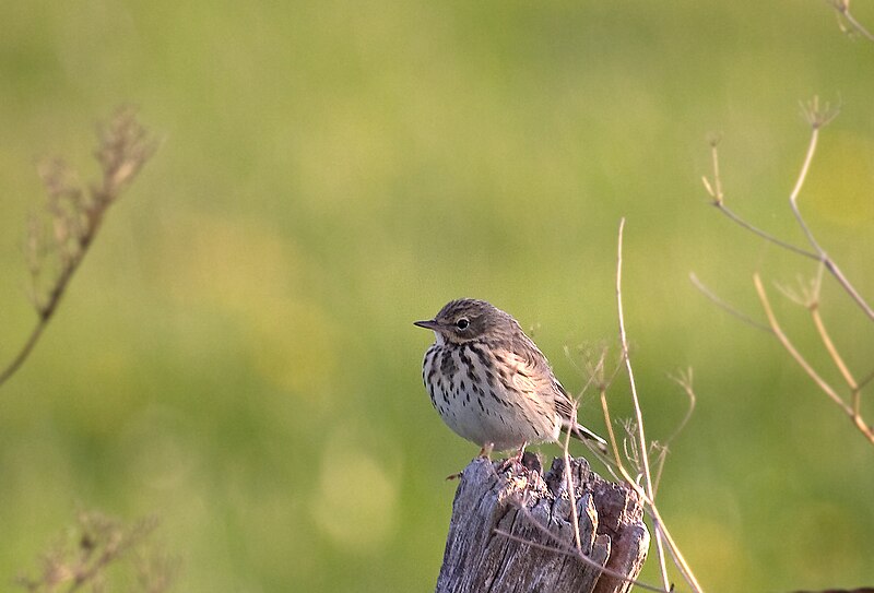 File:Meadow Pipit 2.jpg