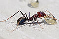 Iridomyrmex purpureus (Smith, 1858)