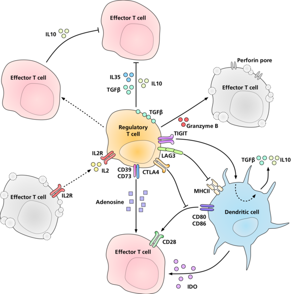 File:Mechanisms of suppression by regulatory T cells.png