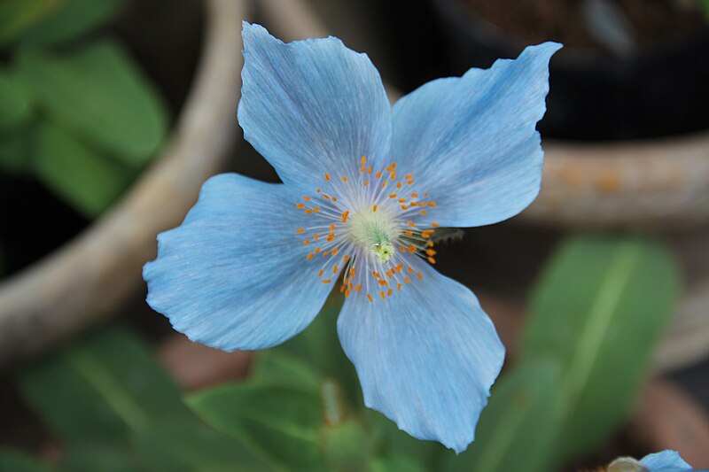 پرونده:Meconopsis grandis 2.jpg