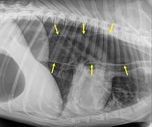 An x-ray of the thorax of a dog with megaoesophagus. The edges of the esophagus are shown by the yellow arrows. (In this image, the head end of the dog is to the right, and the tail end is to the left.) Megaoesophagus dog marked.jpg