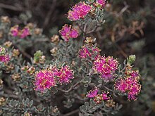 Melaleuca leptospermoides (leaves, flowers).JPG