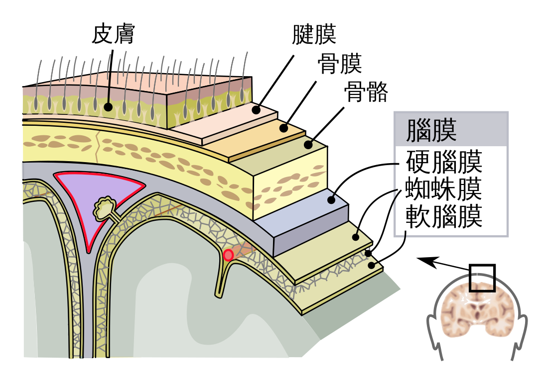 File:Meninges-zh-hant.svg