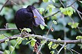 * Nomination: Merle noir (Turdus merula) lissant ses plumes. --Musicaline 05:47, 11 October 2021 (UTC) * * Review needed