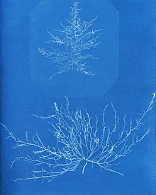 Mesogloia Hudsoni (NYPL b11861683-419554) cropped.jpg
