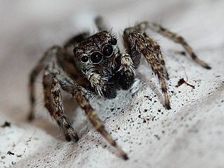 <i>Mexigonus minutus</i> Species of spider