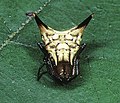 Miniatura para Micrathena acuta