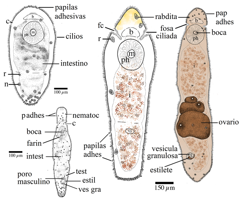Biológia Phylum Platyhelminthes - bekaminai.lt, Enterobius vermicularis reino