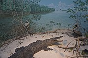 Mangrove Thickets, Florida Everglades