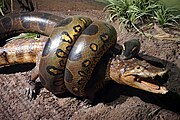 Struggle to Death: caiman and anaconda diorama