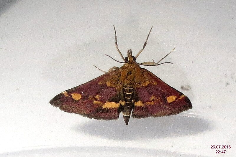 File:Mint moth (BG) (31581079681).jpg