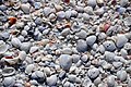 Mollusc shells on marine beach (Algiers Beach, Sanibel Island, Florida, USA) 2.jpg