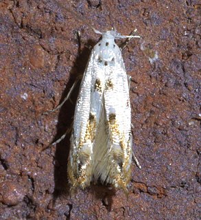 <i>Mompha eloisella</i> Species of moth