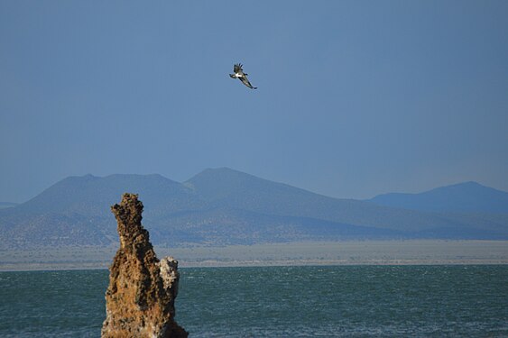 osprey over Mono Lake