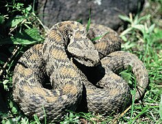 July 6: the snake Montivipera wagneri