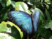 Morpho.peleides.2.JPG