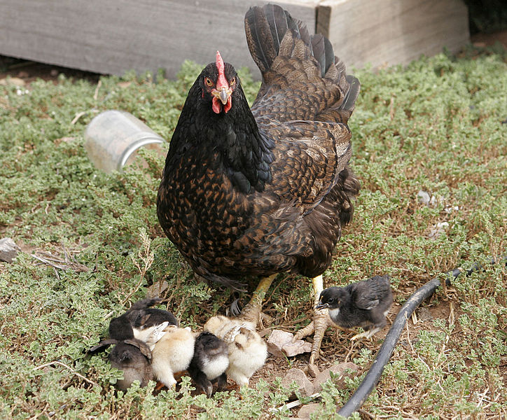 File:Mother hen with chicks.jpg
