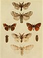 Moths of the British Isles Plate040.jpg