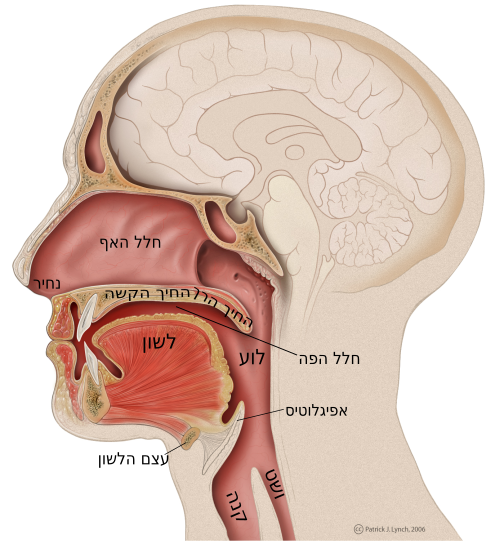File:Mouth anatomy-he.svg