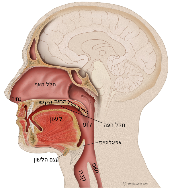 Mouth anatomy-he.svg