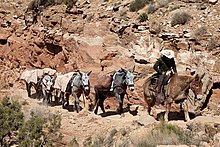 The Assyrians were the first to use mules for long-distance travel over difficult terrain, a practice which continues to this day. This image depicts a mule train in the Grand Canyon region of the United States. Mule train.jpg