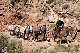 Mule train.jpg