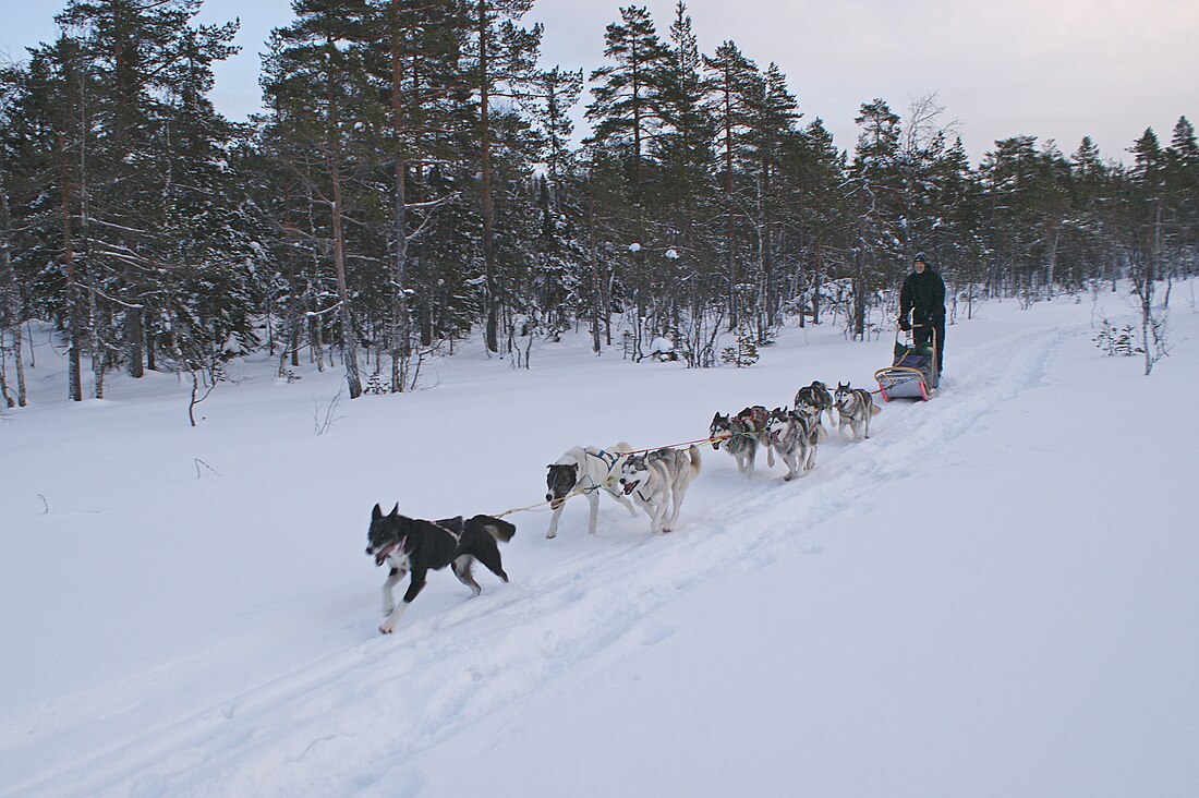 File:Mushing (5293678449).jpg