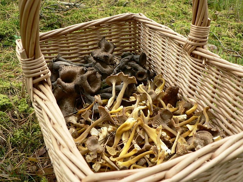 File:Mushroom basket.jpg