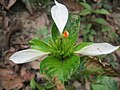 Thumbnail for Mussaenda macrophylla