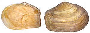 Truncated clam (Mya truncata)