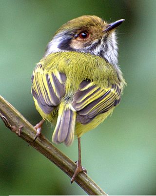 <span class="mw-page-title-main">Eared pygmy tyrant</span> Species of bird