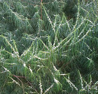 <i>Myoporum floribundum</i> species of plant