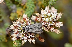 Myrtartona rufiventris moth.jpg