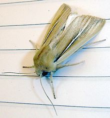 Mythimna litoralis.jpg