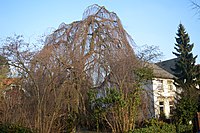 Hanging beech