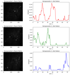 Ergebnis der NMF sind sechs Komponenten, die jeweils einen zeitlichen und einen räumlichen Faktor haben. Hier sind drei Komponenten gezeigt, die jeweils Gruppen von gemeinsam feuernden Neuronen darzustellen scheinen.